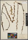 Foto von Salix vulpina Andersson